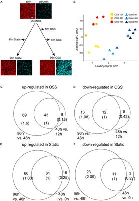 Transcriptional Programs Driving Shear Stress-Induced Differentiation of Kidney Proximal Tubule Cells in Culture